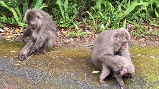 ヤクザルとヤクシカに会えます