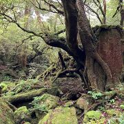 白谷雲水峡の人気スポット