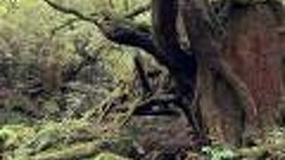 白谷雲水峡の人気スポット