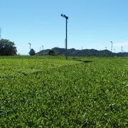 静岡茶の一大産地