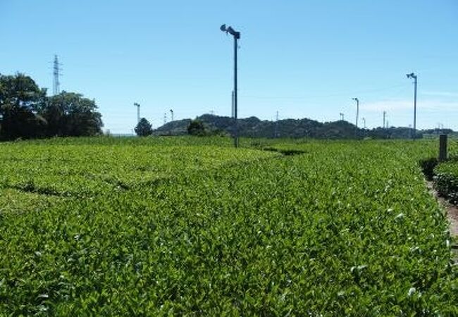 静岡茶の一大産地