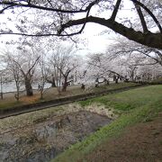 美しい満開の桜のトンネル