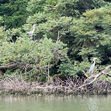 お堀にいた白鷺