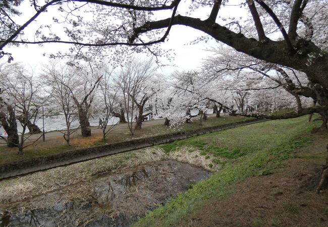 美しい満開の桜のトンネル