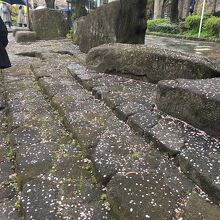 石畳の上の桜