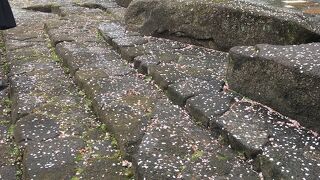 石畳の上の桜