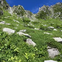 高山植物の宝庫です。