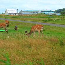 ノシャップ岬近くで見かけた鹿の群れ