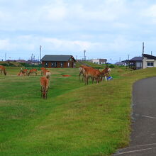 ノシャップ岬の鹿の別な群れ