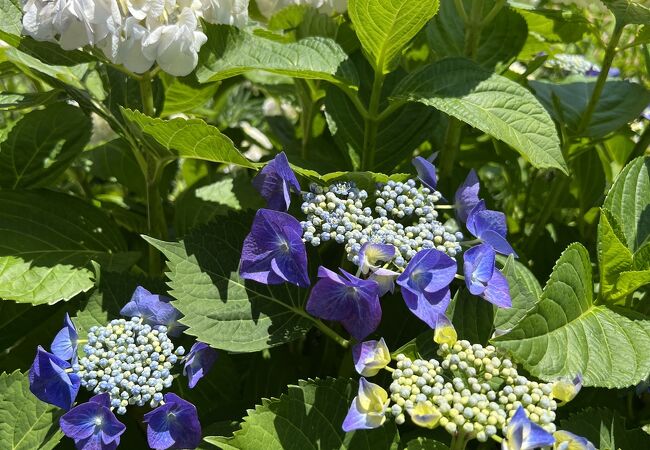 花のみち クチコミ アクセス 営業時間 宝塚 フォートラベル