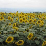 たまたま無料エリアにたどり着きました