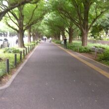 イチョウの並木道は、いつ行っても新たな発見に驚かされます。