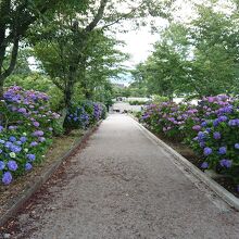 あじさいがきれいでした