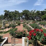 無料の薔薇園