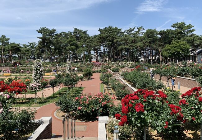 無料の薔薇園