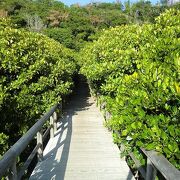 沖縄本島最大のマングローブ林