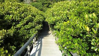 沖縄本島最大のマングローブ林