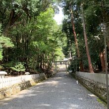 樹々に囲まれた参道。神聖な雰囲気です。