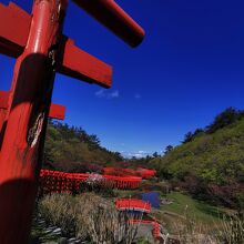 高山稲荷神社　千本鳥居