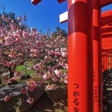 高山稲荷神社　千本鳥居