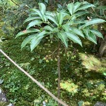 美しい植物があちこちに。