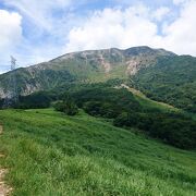 お花畑が一部を除き消滅。シカの被害でこんなことになっているとは・・・