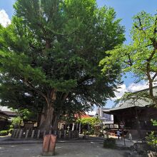 飛騨国分寺の大イチョウ