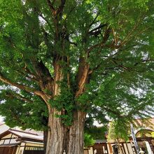 飛騨国分寺の大イチョウ