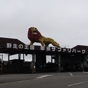 ライオンバスからエサやり