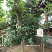 川越八幡宮再会の木