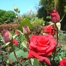 城山公園花木園のバラ（2021.5.3）