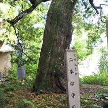 水戸光圀公お手植えの槇