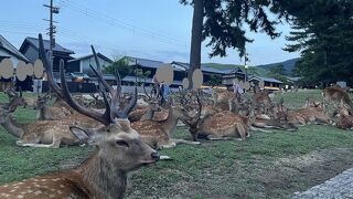 「鹿だまり」が見られることもあります