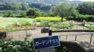 小さな向日葵が咲いてます。