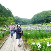 青梅の吹上菖蒲公園は、青梅生まれの私共が知らぬ間に、いつの間にか観光名所になっていた。