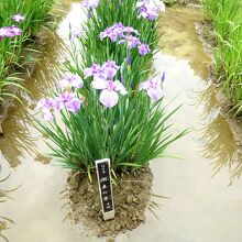 「江戸系　潮来（いたこ）の夢」