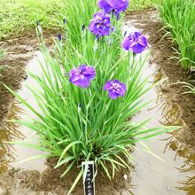 「米国　ブルーボンボン」