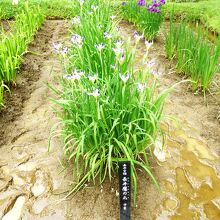 「長井古種　長井鷹の爪（たかのつめ）」