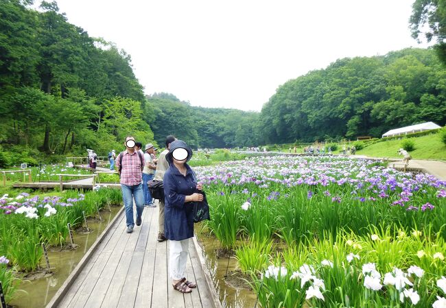 青梅の吹上菖蒲公園は、青梅生まれの私共が知らぬ間に、いつの間にか観光名所になっていた。