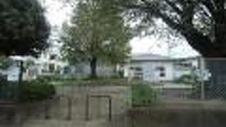 中央に陣取る大きな木がシンボル