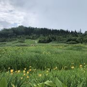 お花がたくさん咲いていて、日光キスゲが咲いた時期だったのでとてもきれいでした、天気も良くまた行きたいと思いました