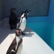 ペンギンたちが可愛く、訪れたお客さんたちを楽しませていました