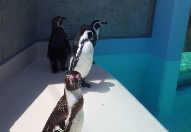 ペンギンたちが可愛く、訪れたお客さんたちを楽しませていました