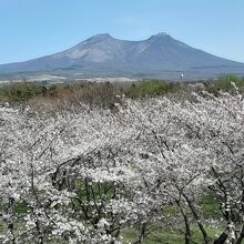 駒ケ岳と桜