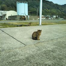 ねこだらけ