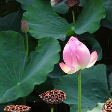 駐車場のそばに蓮の花。