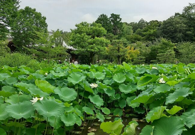 法金剛院 