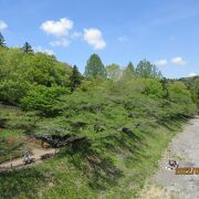 釜の淵公園の桜並木は、家内の祖父定吉翁が植えて、育てたものだ