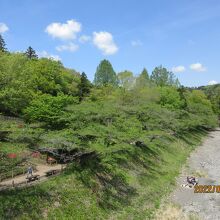 釜の淵公園：鮎美橋から新緑の桜並木を遠望する。
