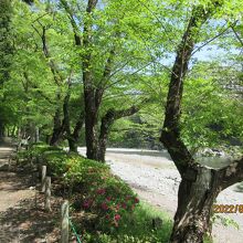 釜の淵公園の桜並木